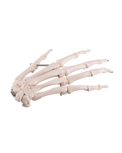 Hand Skeleton wire mounted